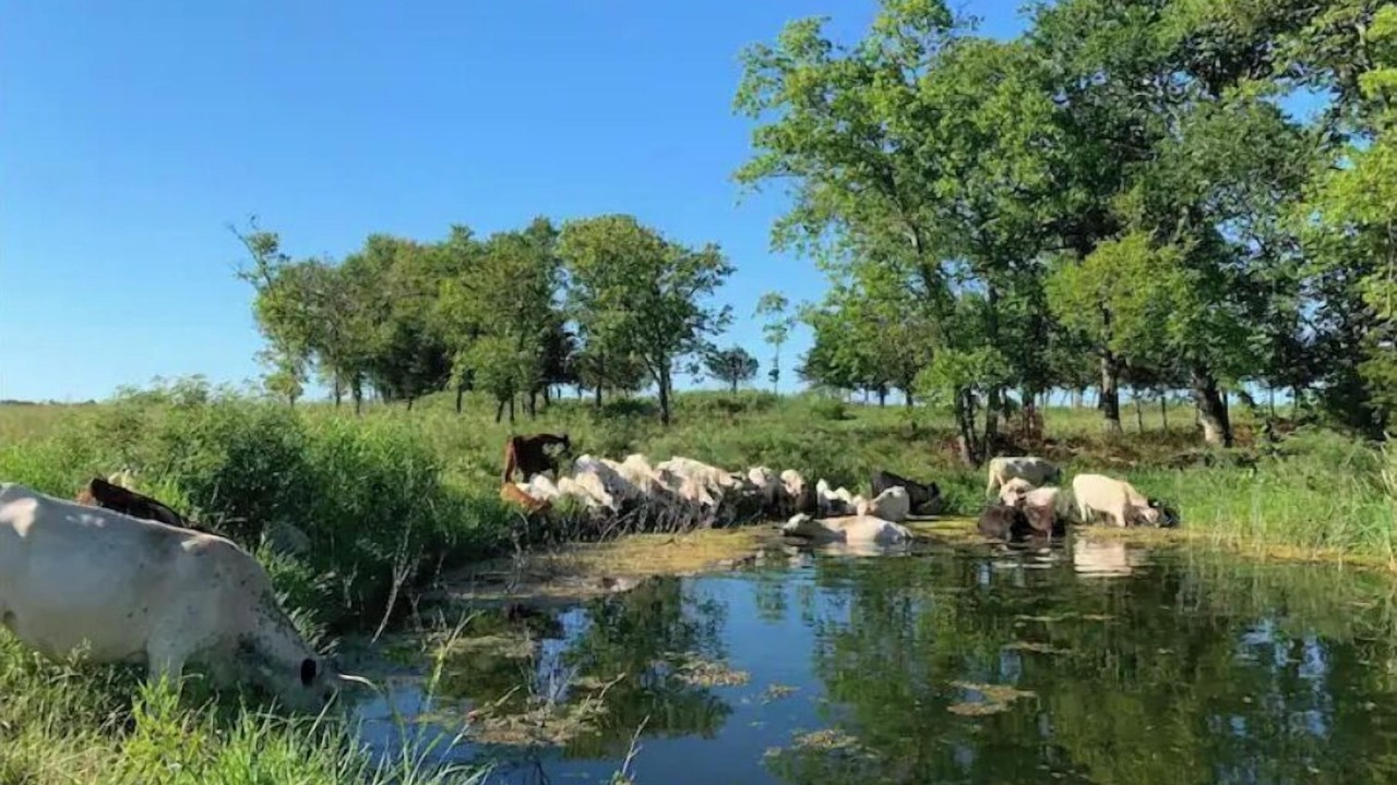 Photo of Outdoor in Neal
