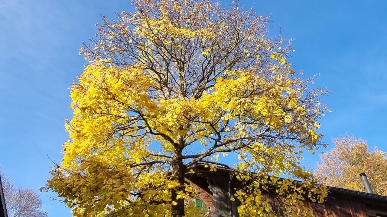 Photo of Others in Lauenen