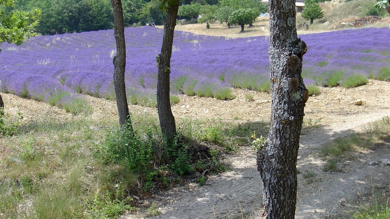 Photo of Others in Saint-Saturnin-les-Apt