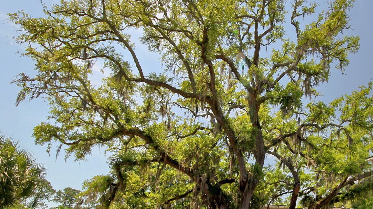 Photo of Outdoor in Murrells Inlet