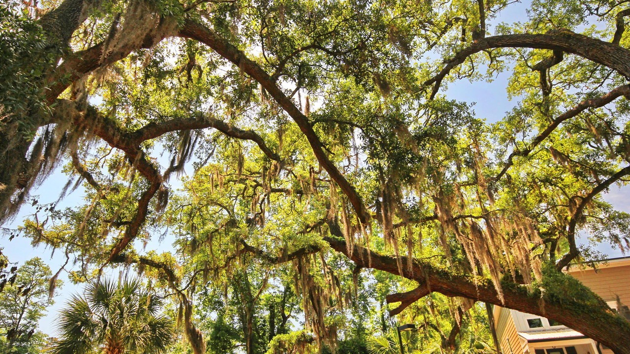 Photo of Outdoor in Murrells Inlet