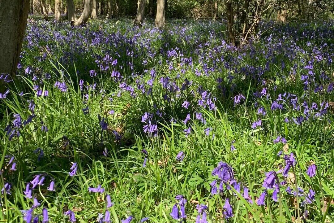 Photo of Outdoor in Barns Green