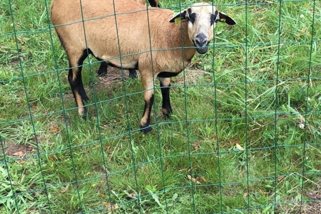 Photo of Others in Cercoux