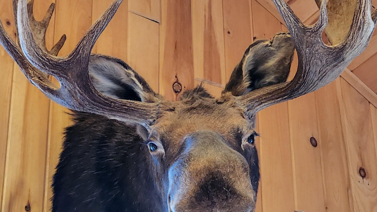 Photo of Others in Caribou