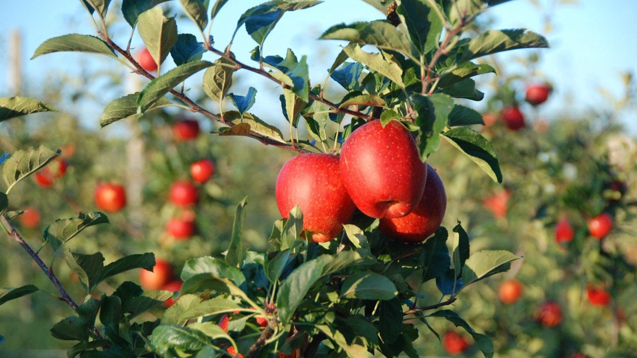 Photo of Others in Northville