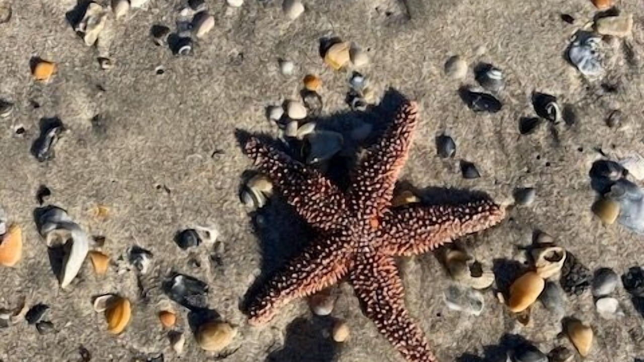 Photo of Others in Emerald Isle