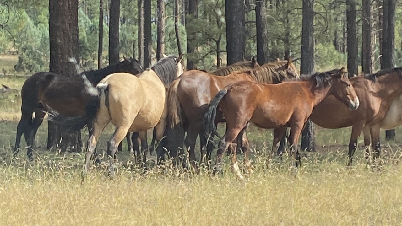Photo of Others in Zane Grey
