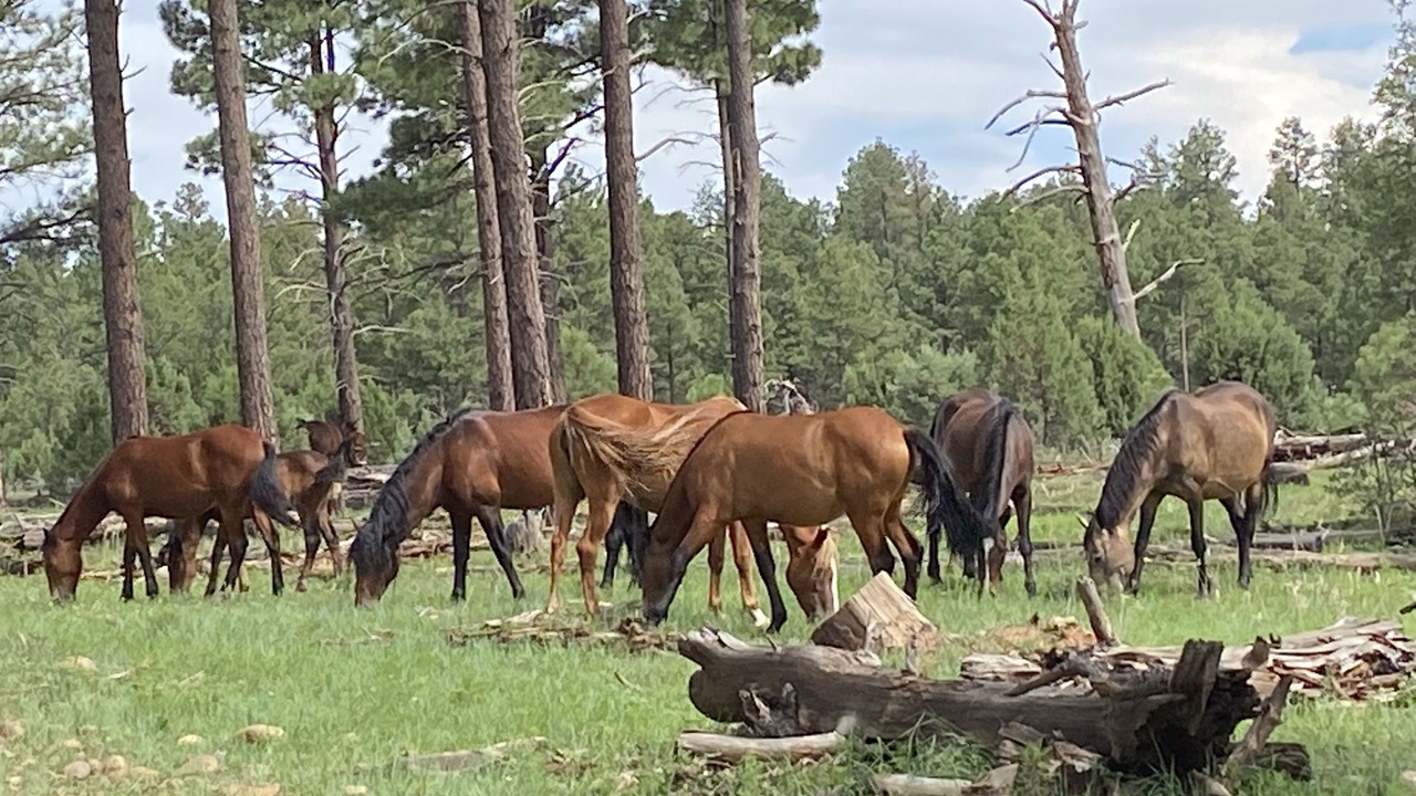Photo of Outdoor in Zane Grey