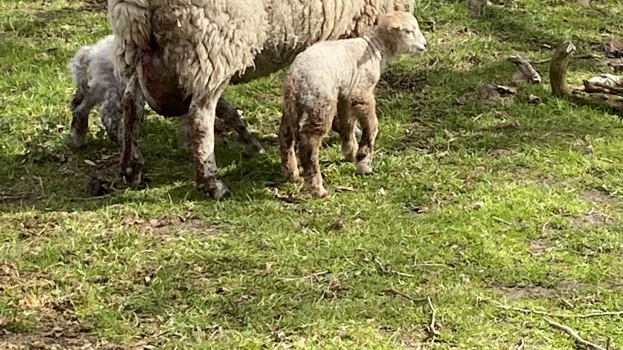 Photo of Outdoor in Thetford