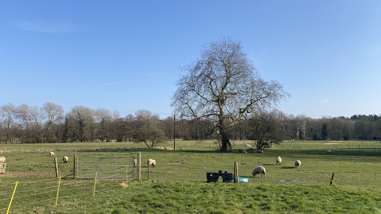 Photo of Outdoor in Thetford