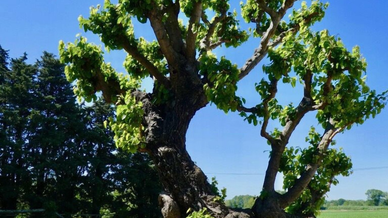Photo of Outdoor in Bollene