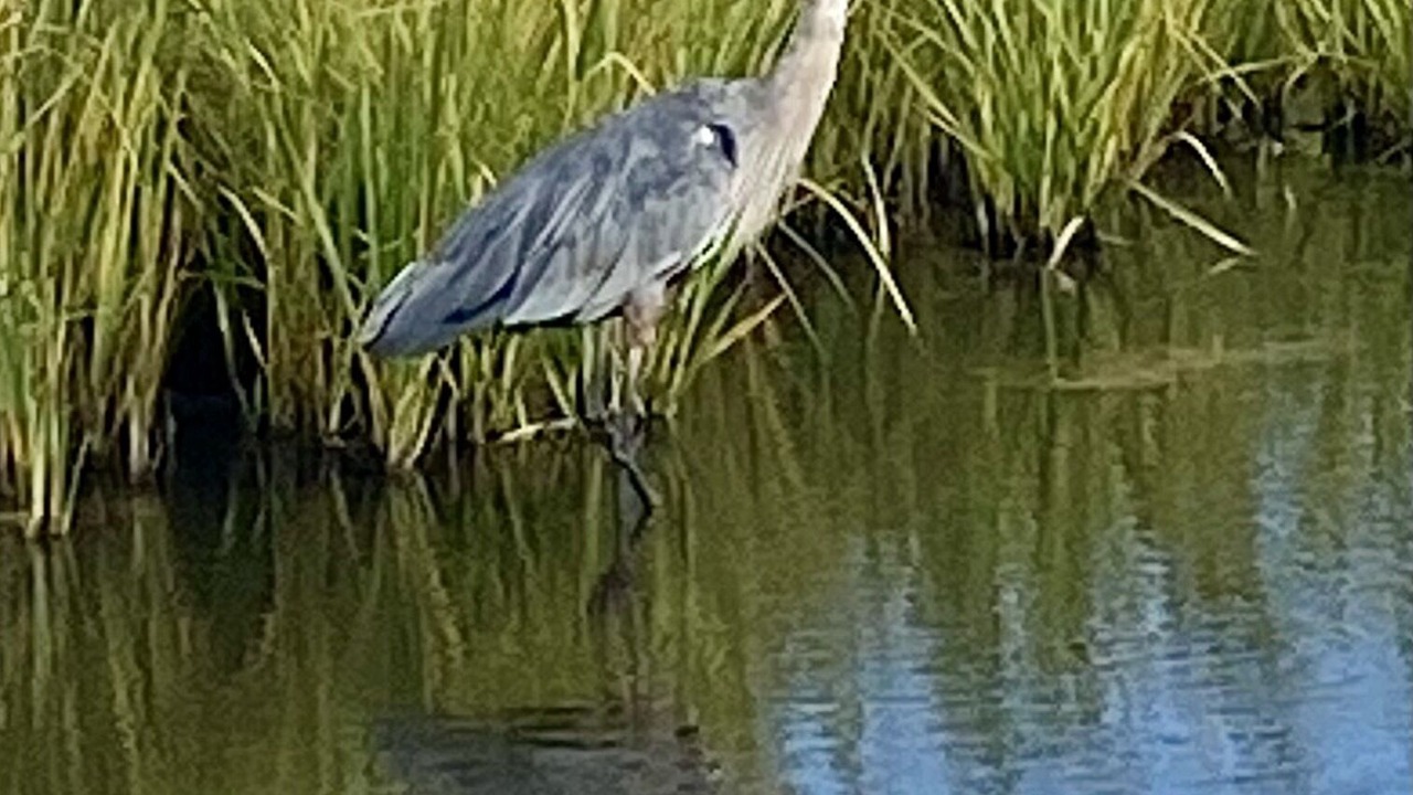 Photo of Others in Prime Hook Beach