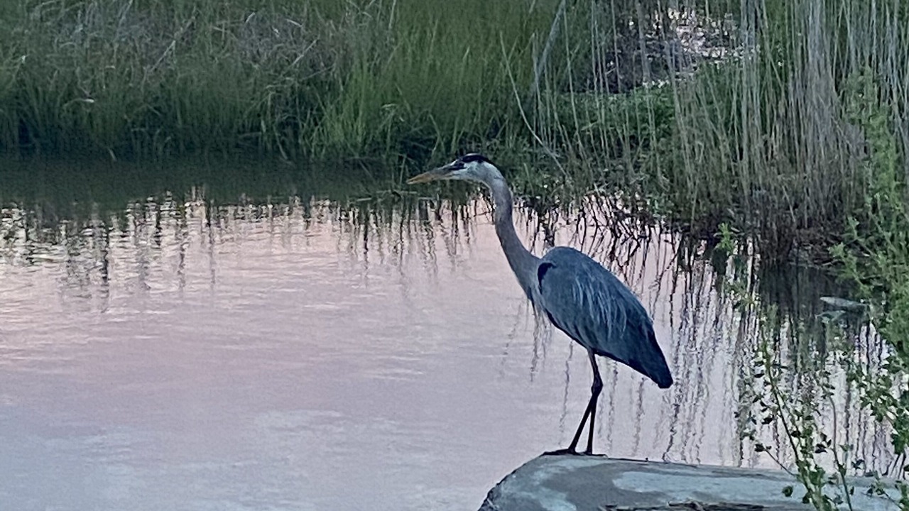 Photo of Others in Prime Hook Beach