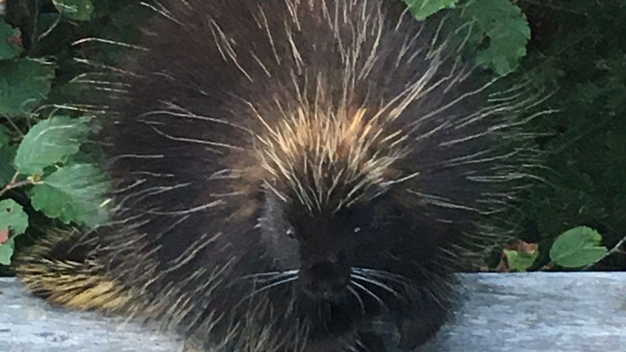 Photo of Outdoor in Halifax County