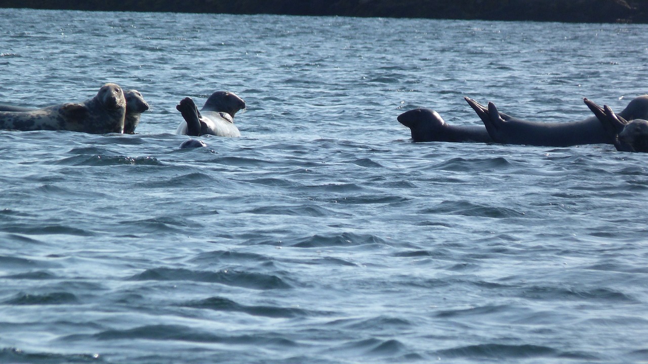 Photo of Others in Halifax County