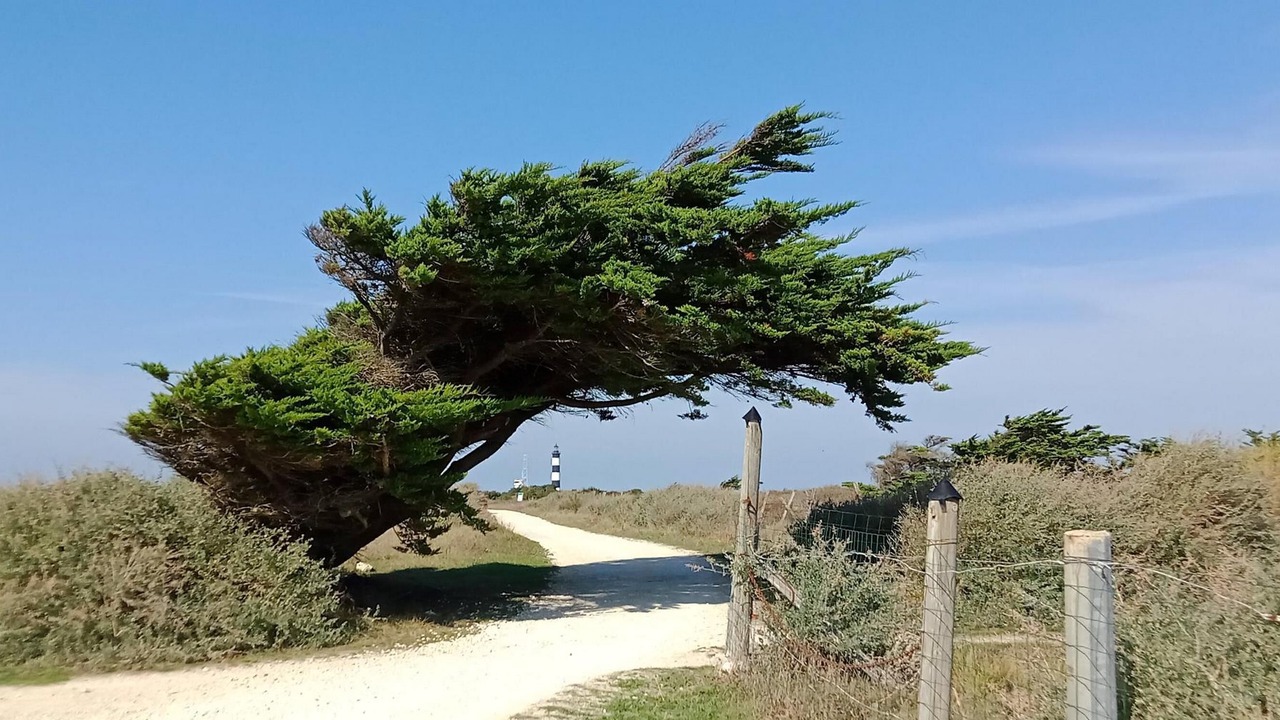 Photo of Outdoor in Saint-Georges-d'Oleron