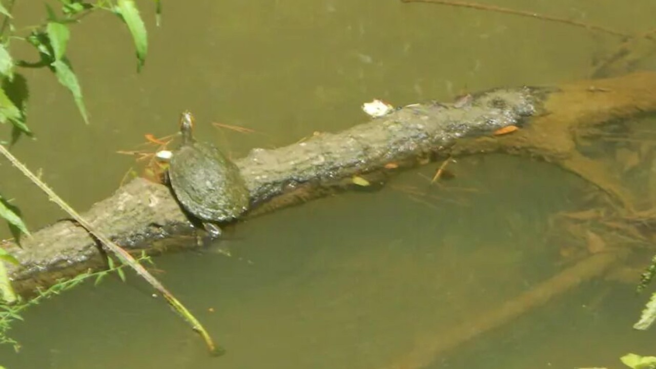 Photo of Others in Ashville