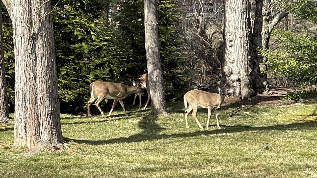 Photo of Others in Bannockburn