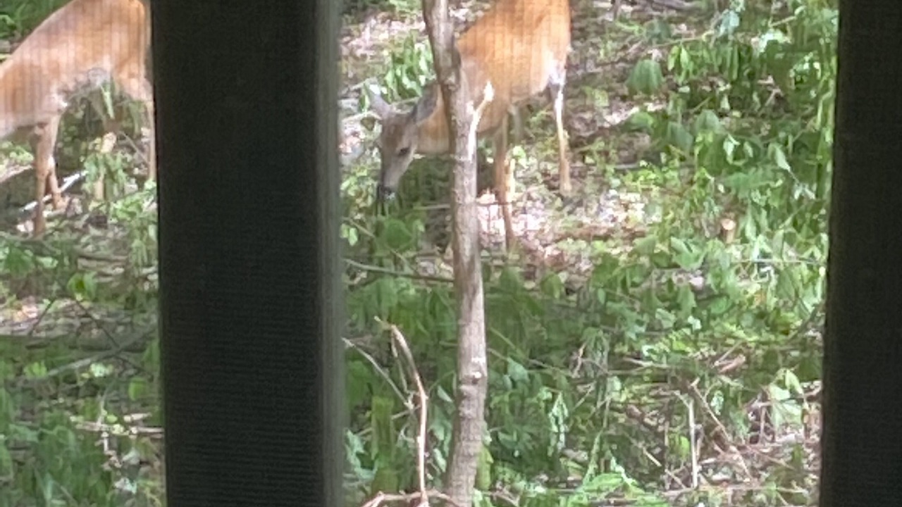 Photo of Others in Elk Park