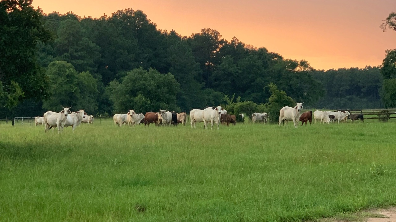 Photo of Others in Navasota