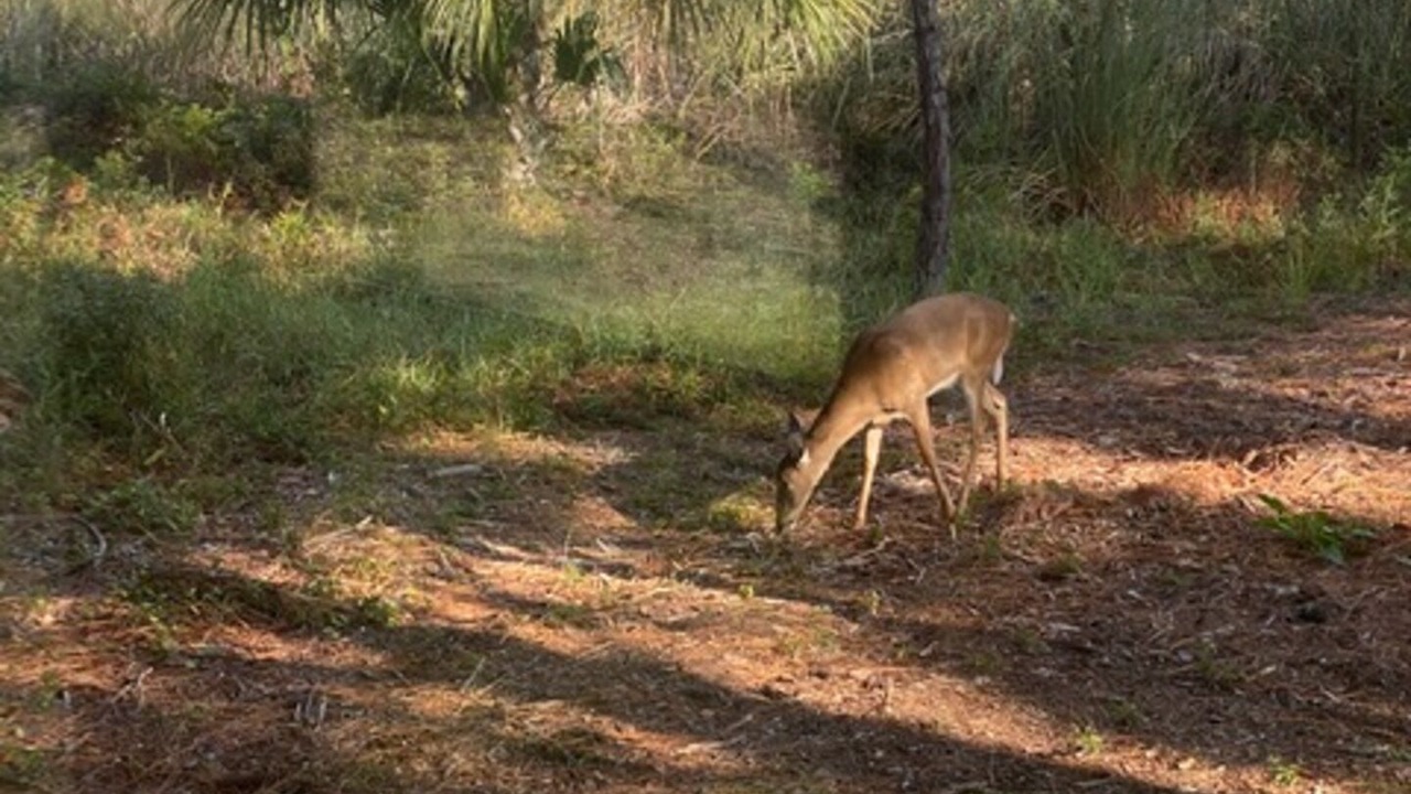 Photo of Others in Alligator Point