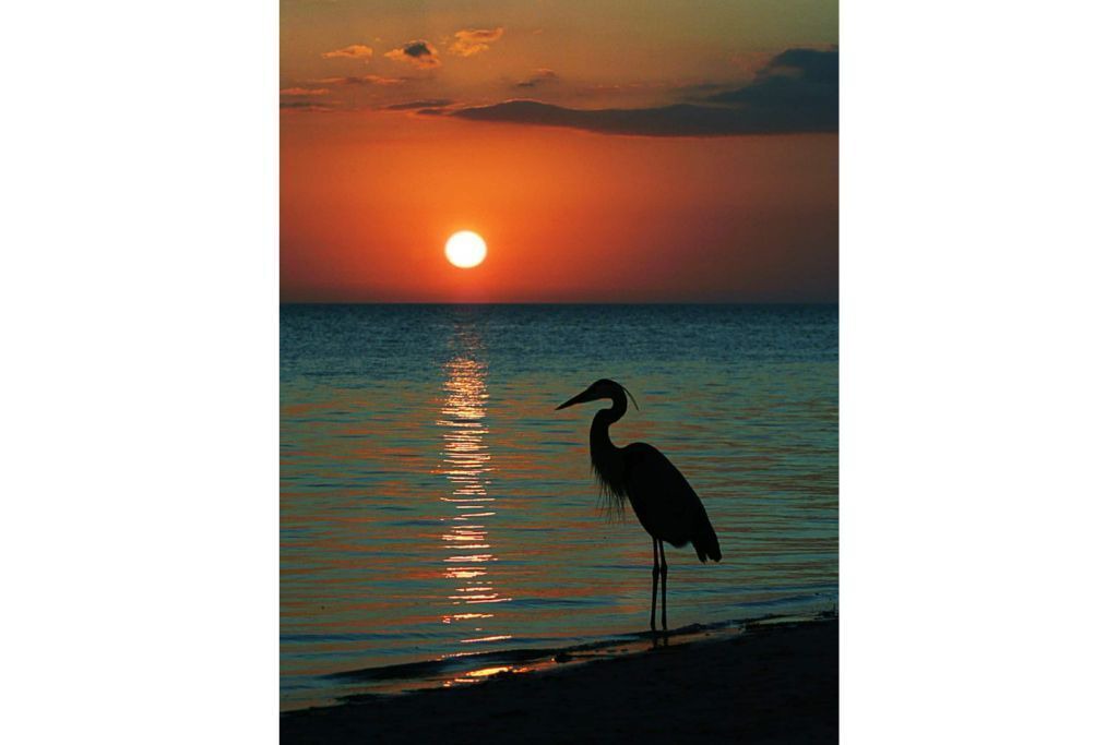 Photo of Others in Palm Harbor