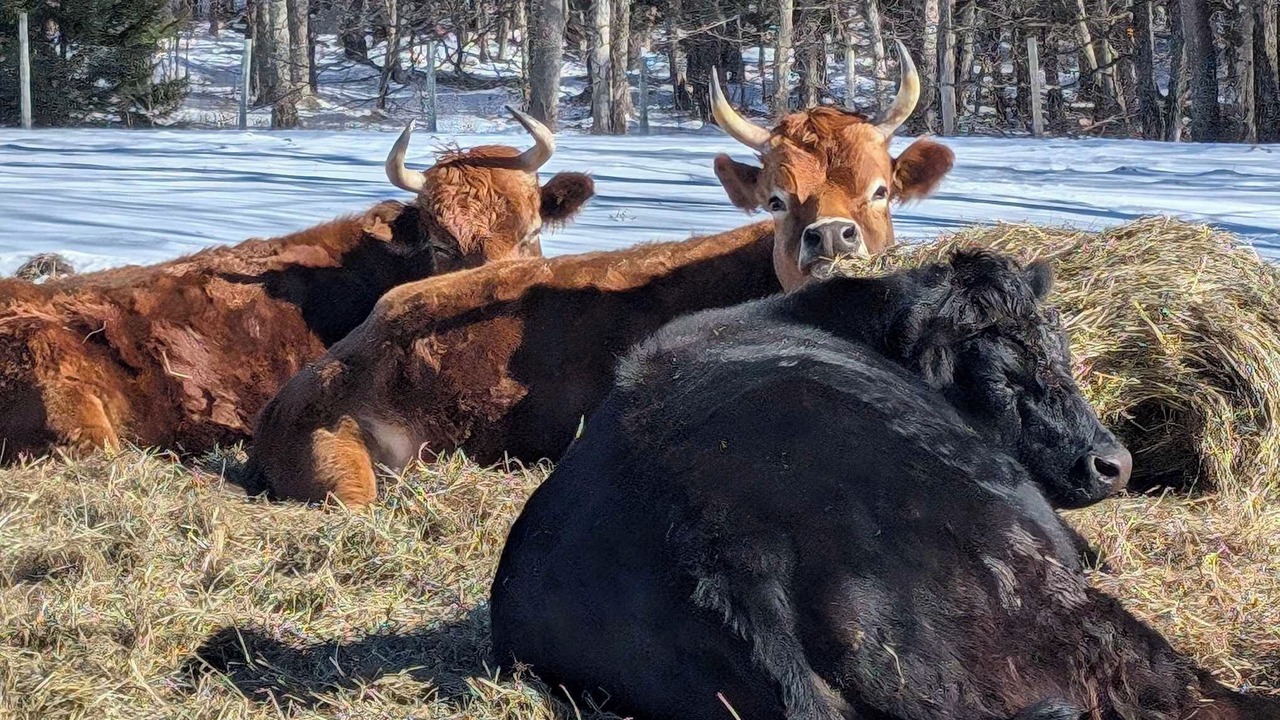 Photo of Others in Parksville