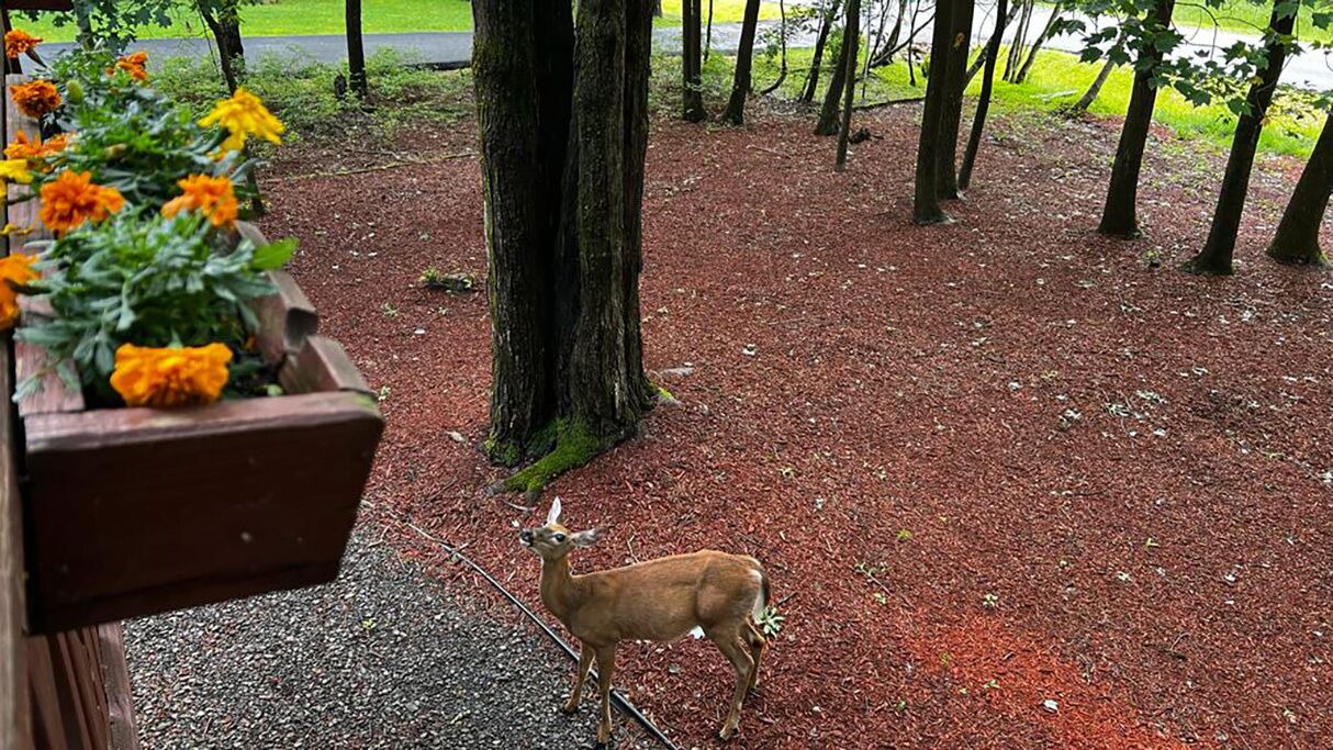 Photo of Others in Long Pond