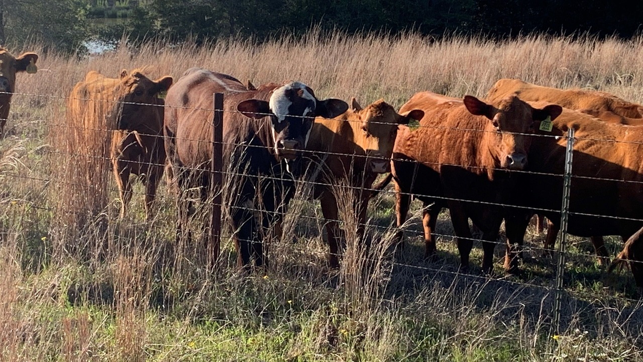 Photo of Others in Lee County
