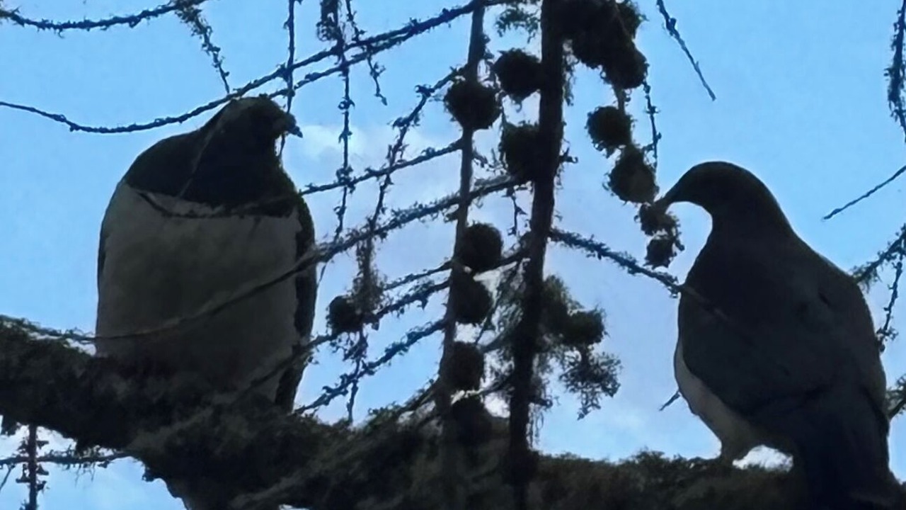 Photo of Others in Raurimu