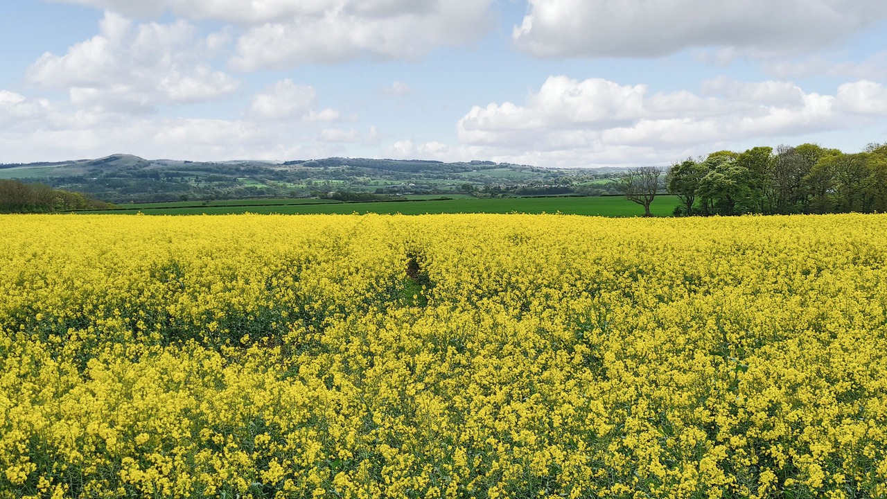Photo of Others in Linlithgow