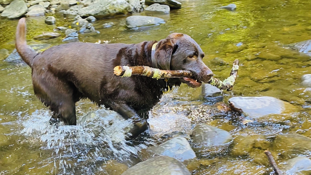 Photo of Others in Willow