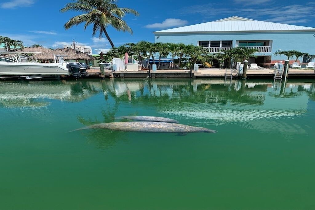 Photo of Outdoor in Key Colony Beach