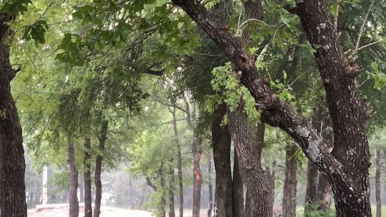 Photo of Others in Hico