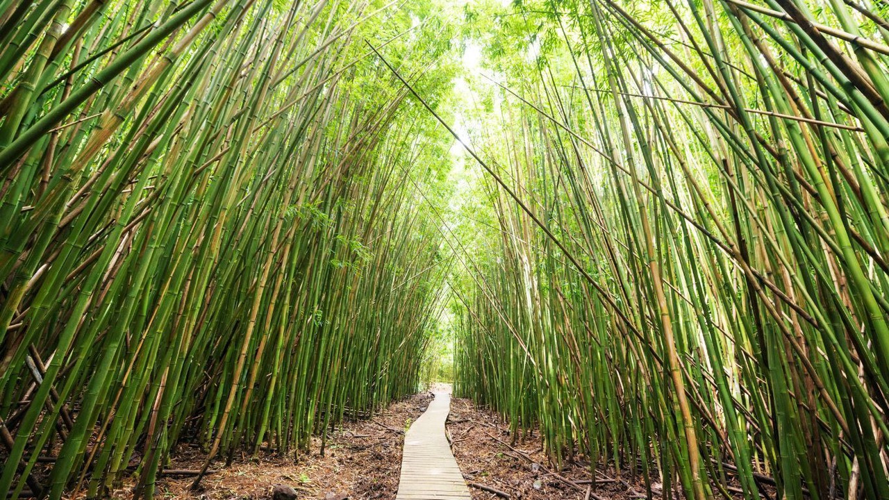 Photo of Others in Pauwela