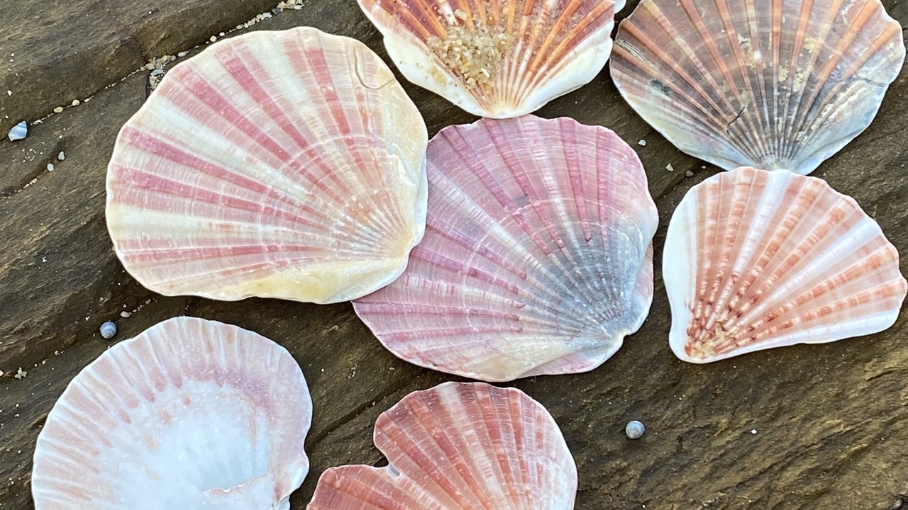 Photo of Others in Bermagui