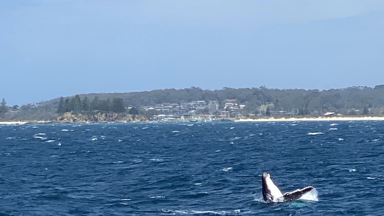 Photo of Others in Bermagui