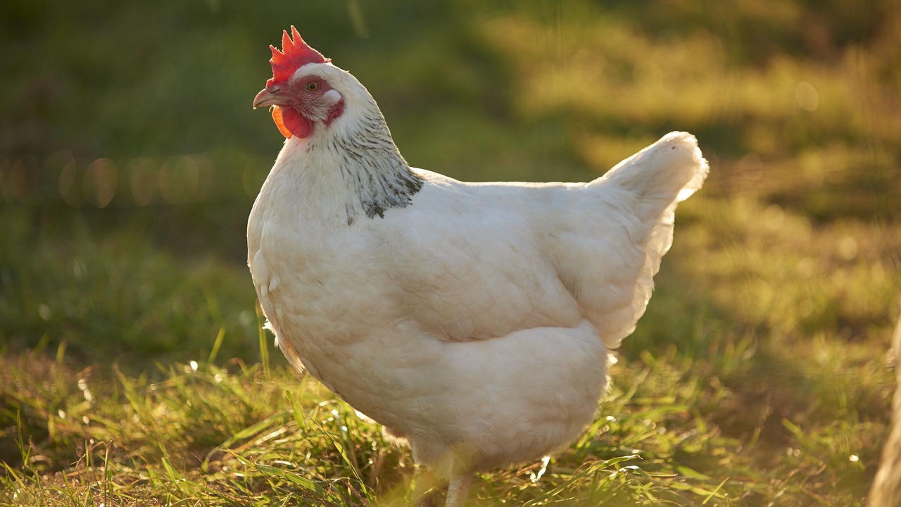 Photo of Others in Little Marcle