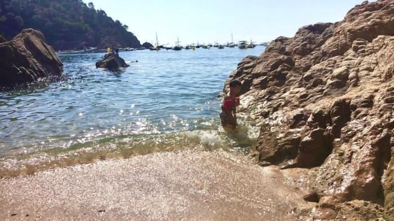 Photo of Others in Tamariu