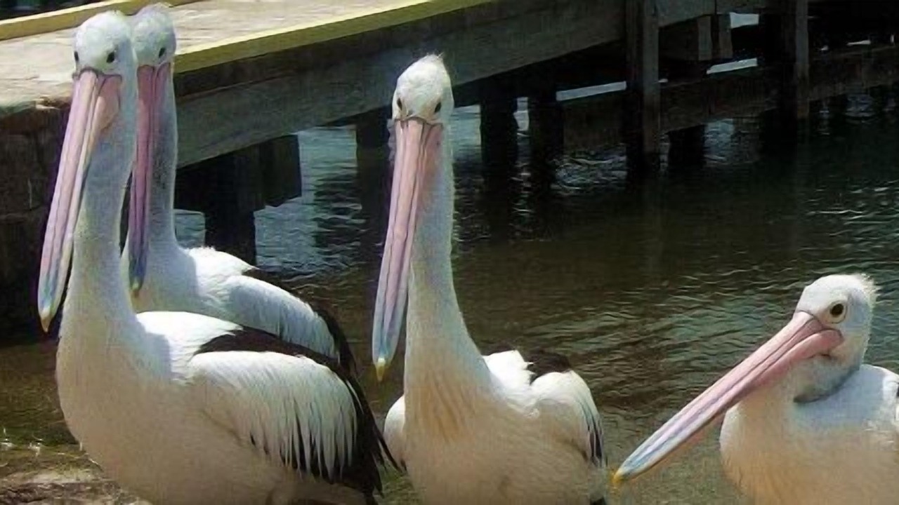 Photo of Others in Mallacoota