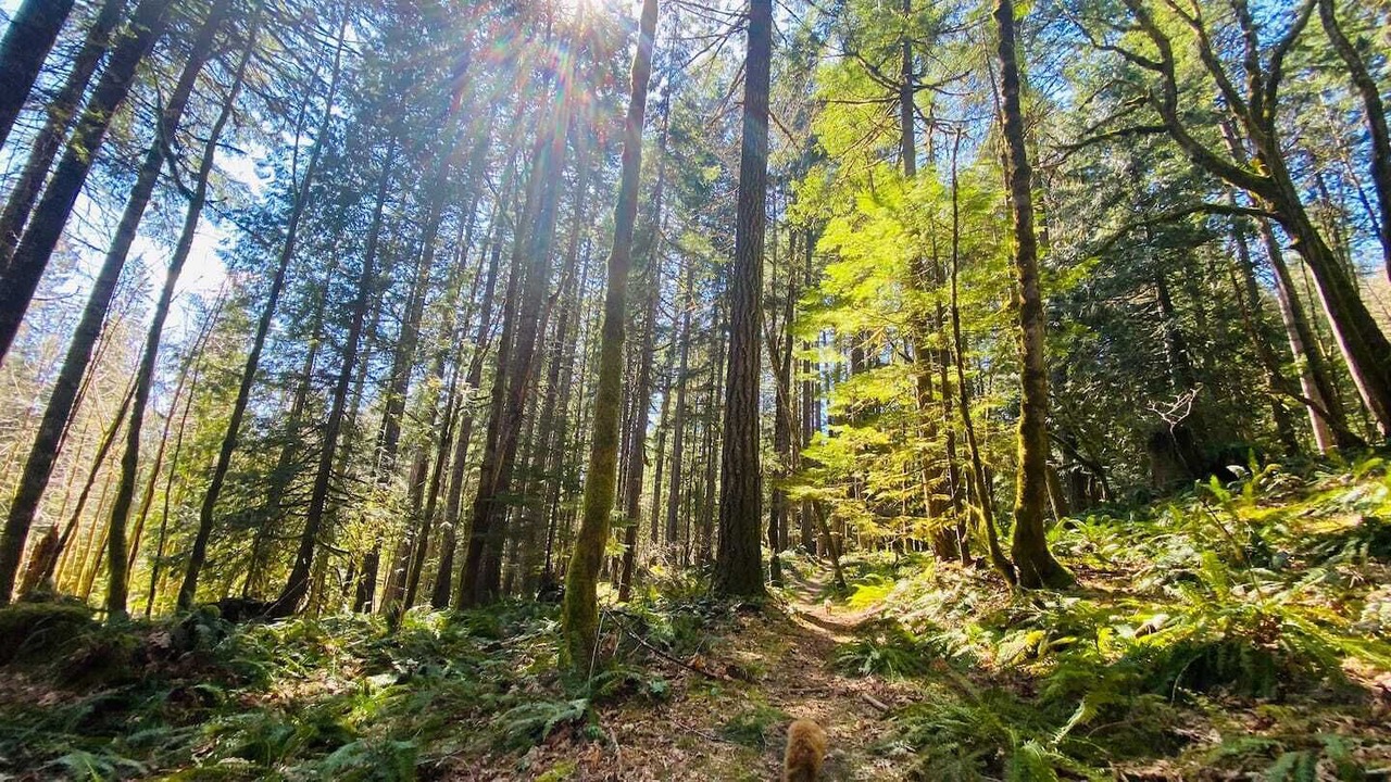 Photo of Outdoor in Packwood