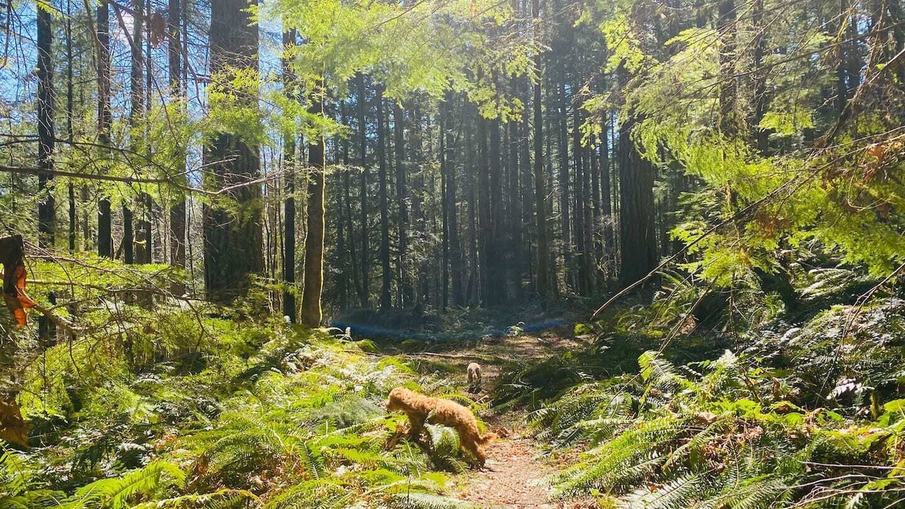 Photo of Outdoor in Packwood