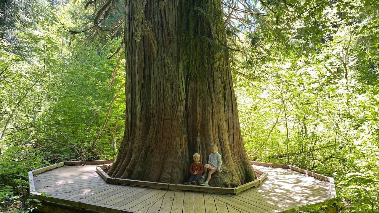 Photo of Outdoor in Packwood