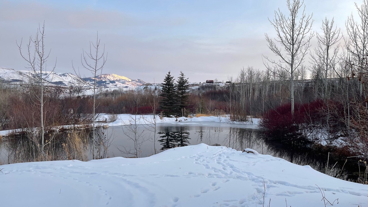 Photo of Others in Swanlake