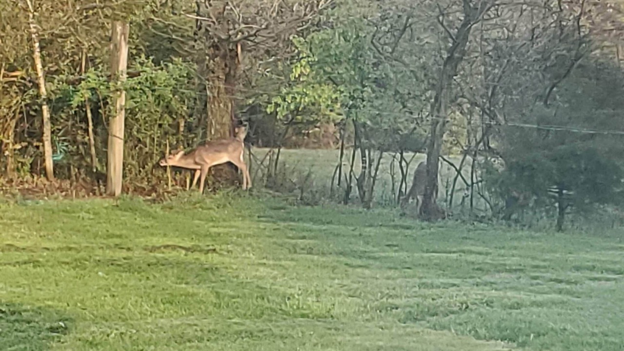 Photo of Outdoor in Clifford