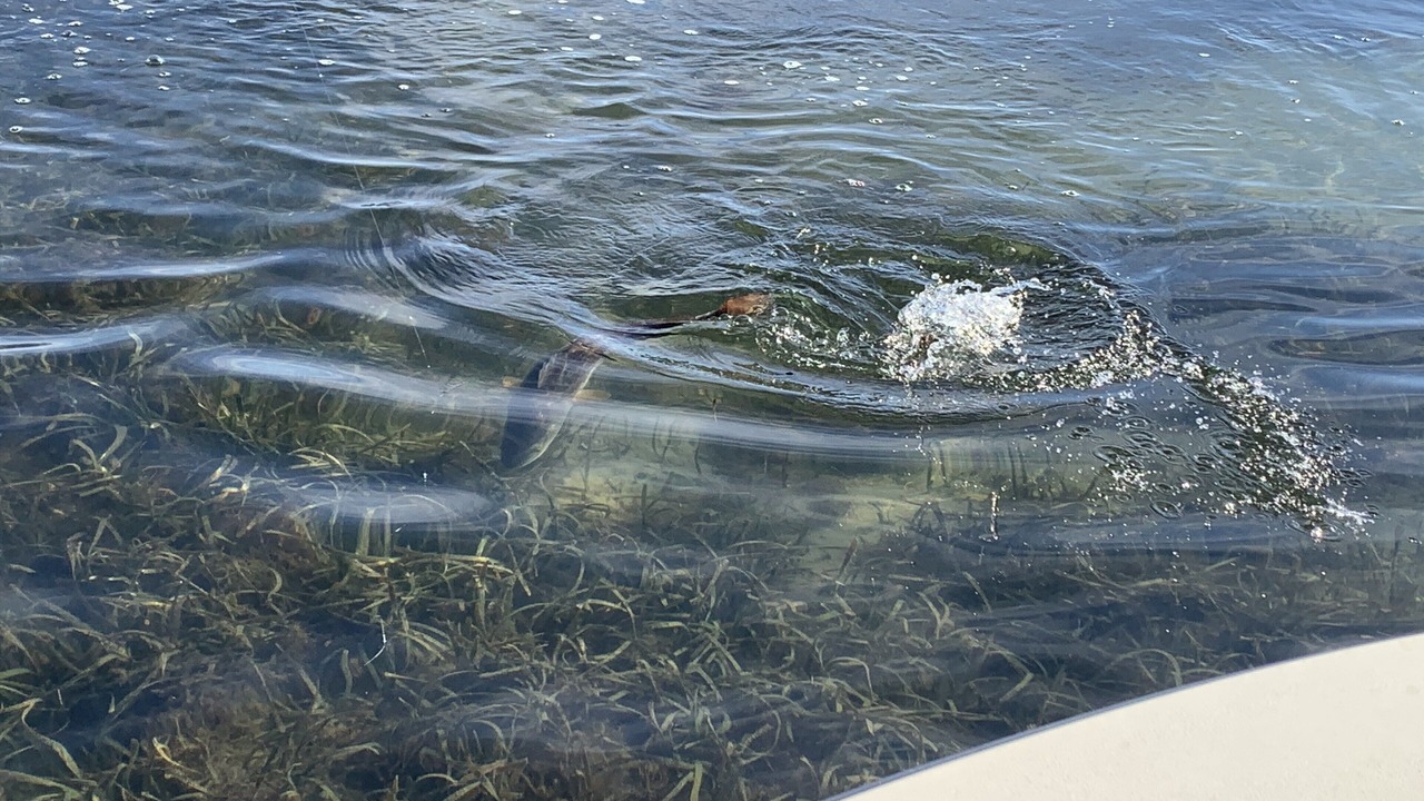 Photo of Outdoor in Rockport
