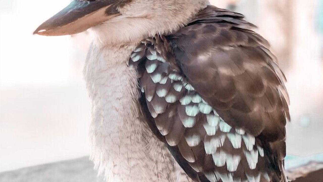 Photo of Others in Bundeena