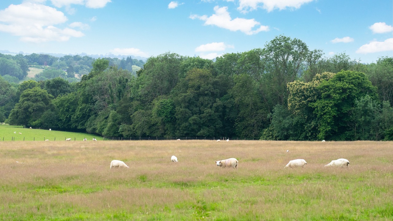 Photo of Others in Cranbrook