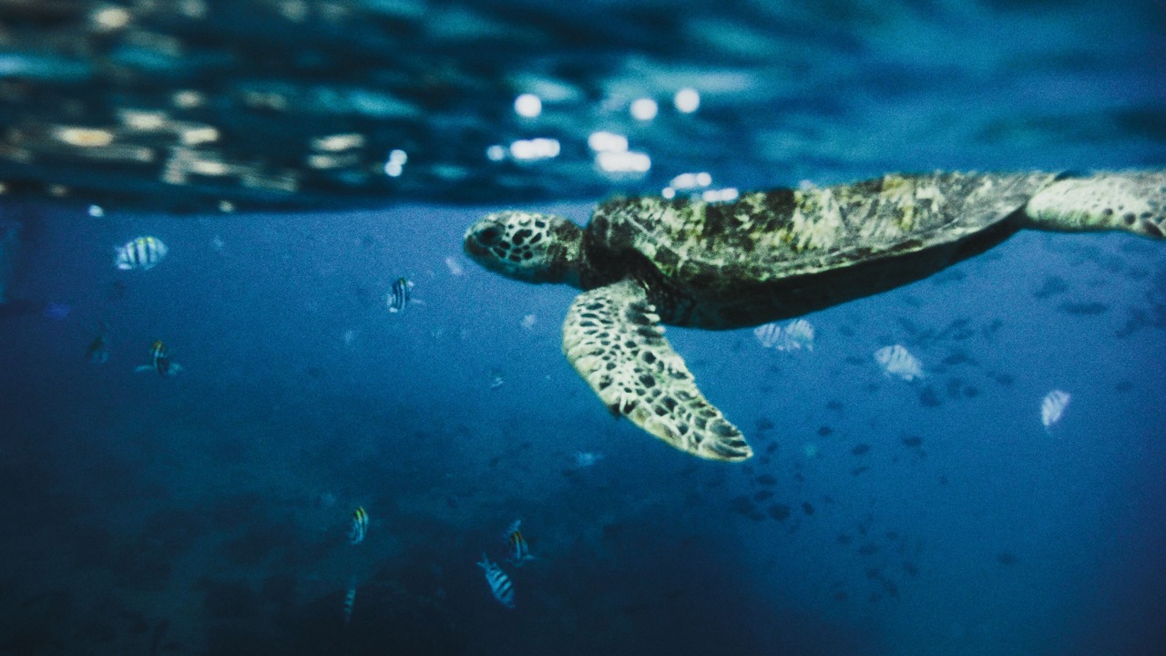 Photo of Others in Makaha