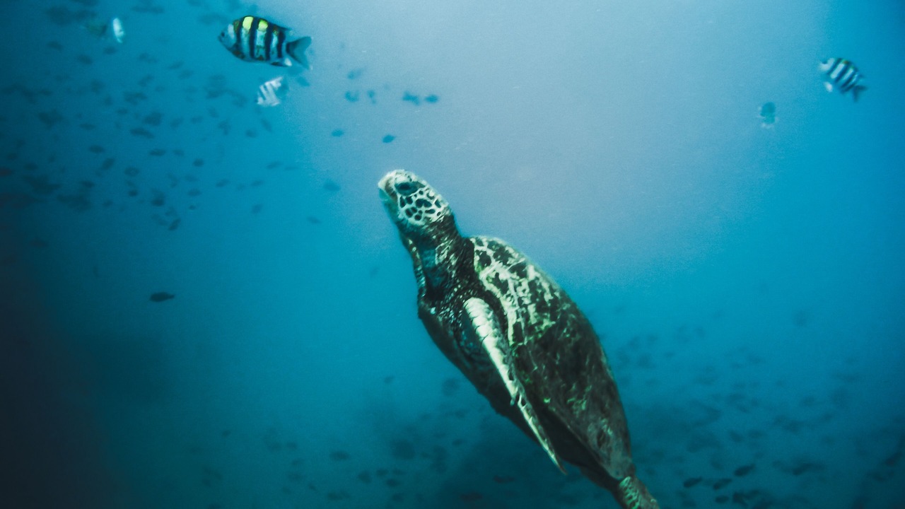 Photo of Others in Makaha